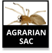 Agrarian Sac Spider