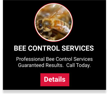 Bee control services