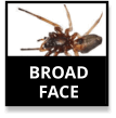 Broad Face Sac Spider