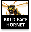 Bald-Faced Hornets