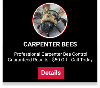 View our carpenter bee control services