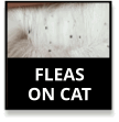Fleas On Cat