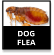 Dog Flea