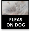 Fleas On Dog