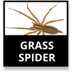 Grass Spider