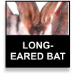 Long Eared Bat