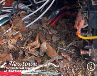 Mouse Nest In Generator