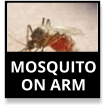 Mosquito On Arm