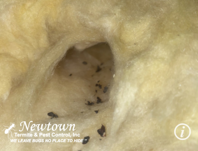 Rodent Droppings In Insulation Tunnel