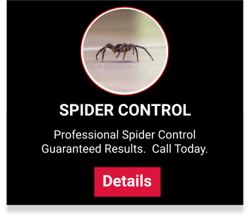 View our spider control services