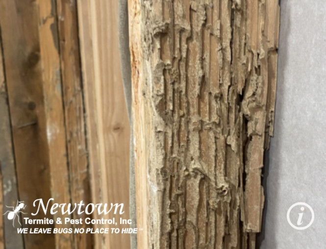 Termite Damage Interior Wall