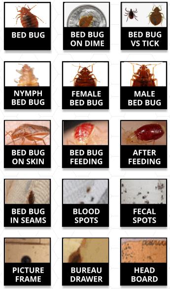 Bed Bug Pictures