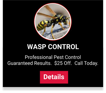 View our wasp control services