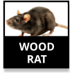 Wood Rat