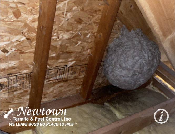 Yellow Jackets Nest In Attic