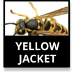 Yellow Jackets