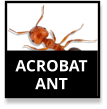 Acrobat Ants