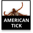 American Tick