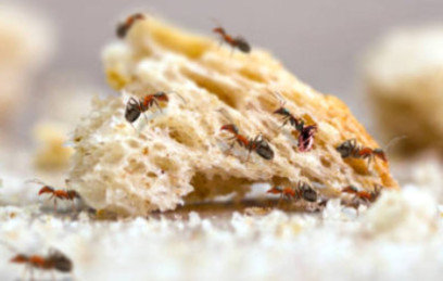 Ant Extermination