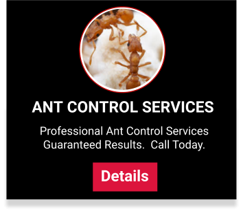 Bucks County Ant Control Services