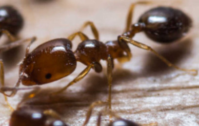 ants 