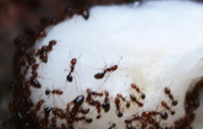 Philadelphia Ants 