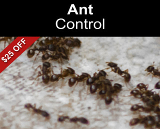 Ant Control $25 Off