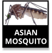 Asian Tiger Mosquito