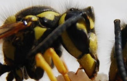 Wasps