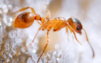 Ants in the winter