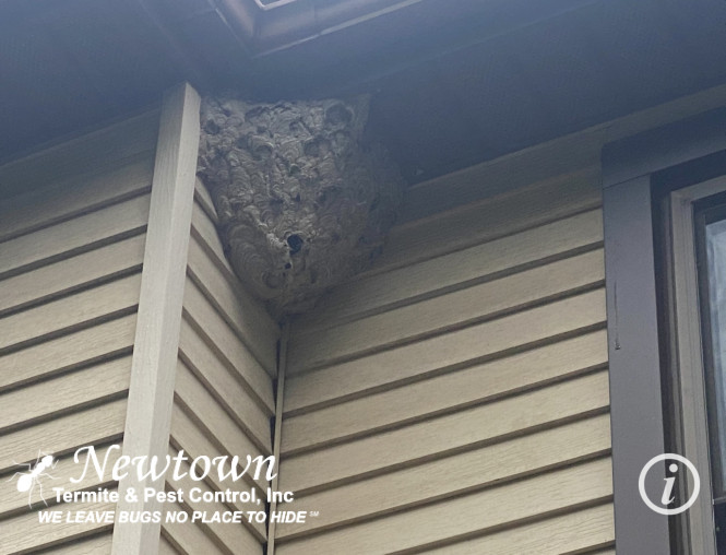 Bald-Faced Hornet Nest