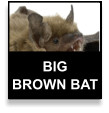 Big Brown Bat