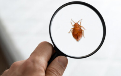 Bed Bugs