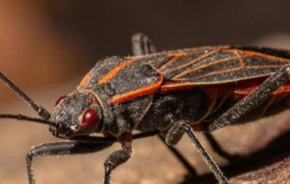 Box Elder Bug