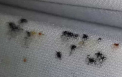 Bed Bug Treatment