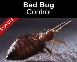 Bed Bug Control $100 Off