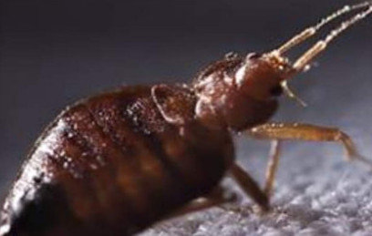 Bed Bug inspection being conducted by Newtown Termite and Pest Control in Bucks County. Protect your Yardley property from bed bugs.