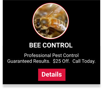 View our bee control services