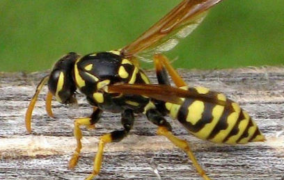 Bee Control Services