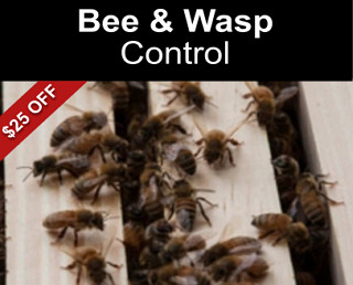 Bee and Wasp Control $25 Off
