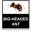 Big headed ant
