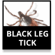 Blackleg Tick