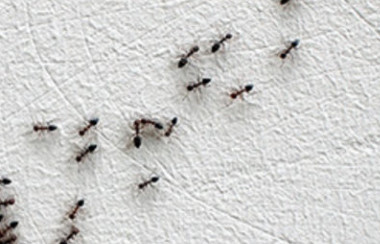 Bucks County pest control experts at Newtown Termite and Pest Control serving Yardley, PA.
