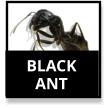 Black Ants