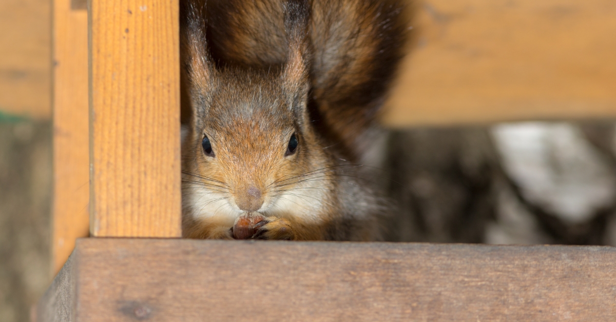 A squirrel in an attic
