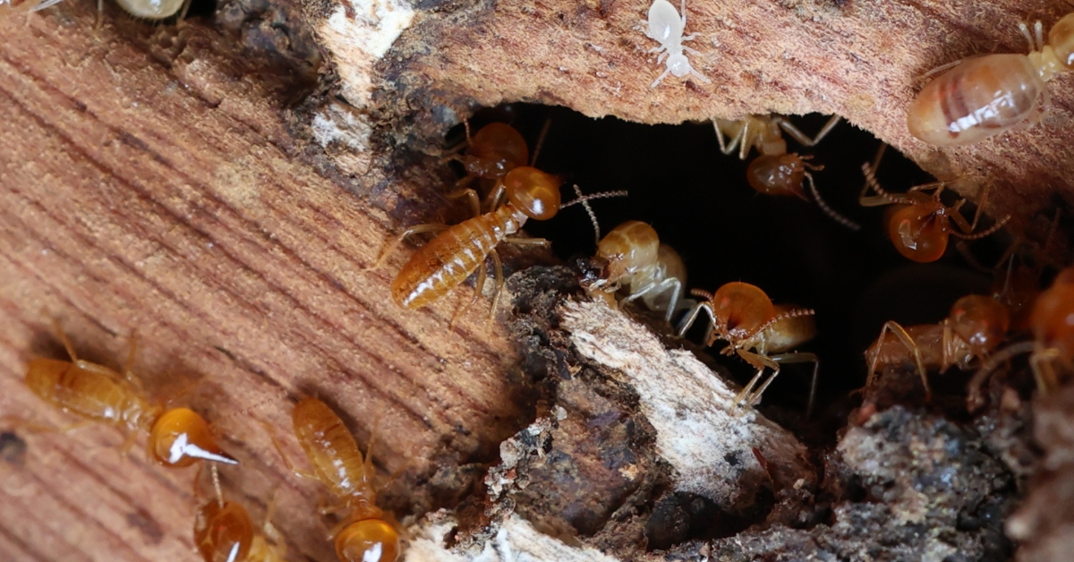 Termites on wood