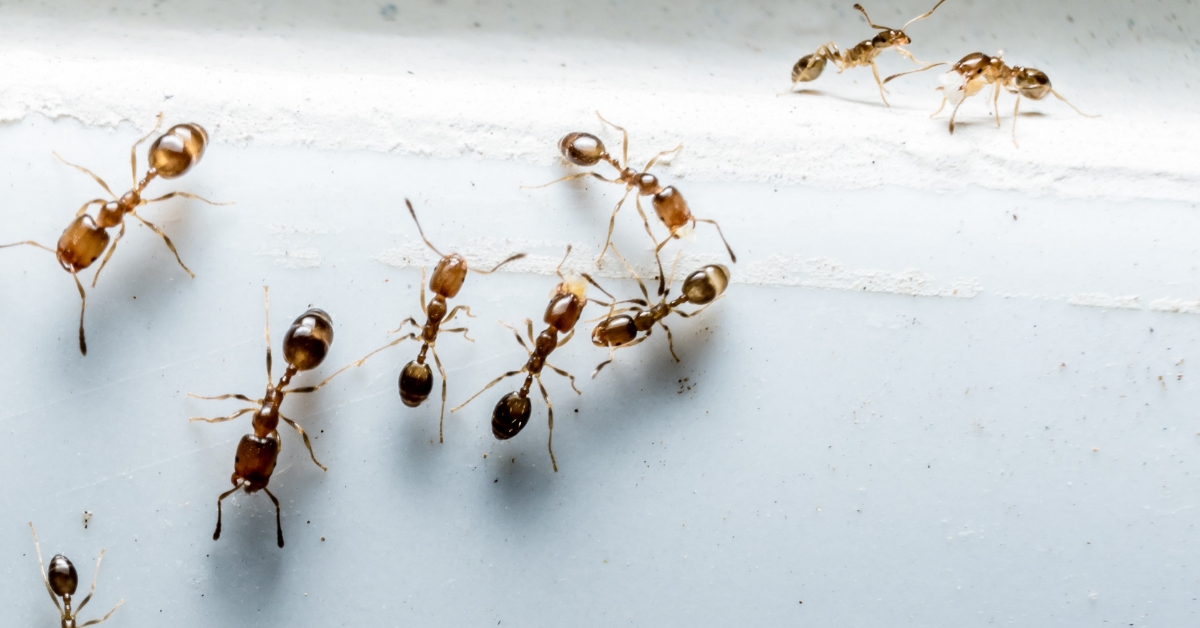 Ant infestation at home