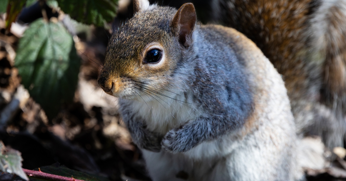 A squirrel
