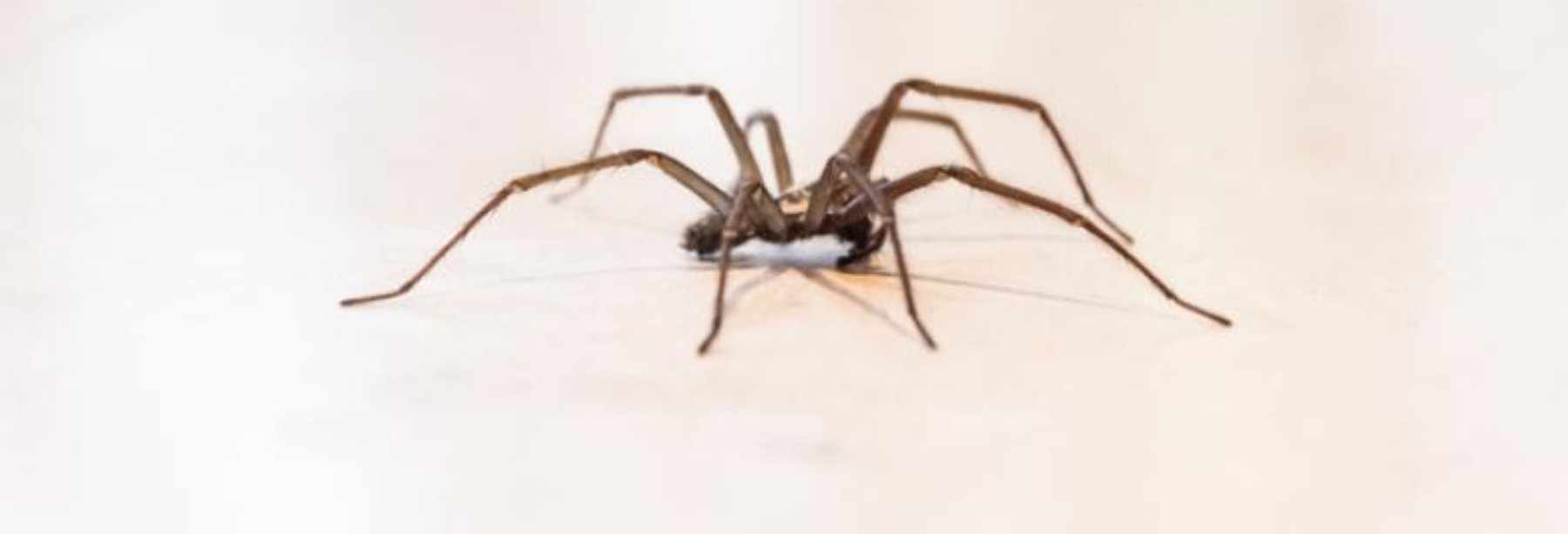 House Sac Spider