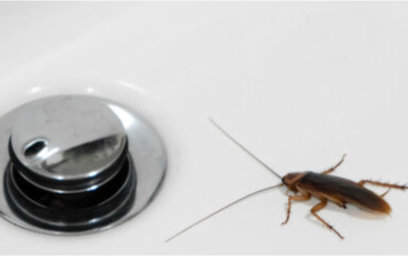 Insects